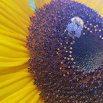 Ackerhummel auf Sonnenblume aufgenommen von Lilo B.