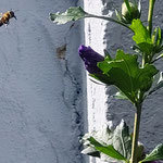 Honigbiene im Anflug auf Malve aufgenommen in Mainz von Lilli S.