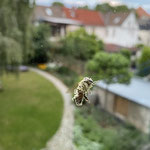 Biene aufgenommen in Mainz von Lena F. 