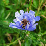 Wildbiene auf Wegwarte aufgenommen in Sprendlingen von Martine G.