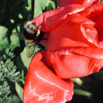 Erdhummel auf Mohn aufgenommen von Lea P.