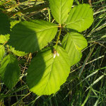 Goldfliege aufgenommen in Guntersblum von Inka R.-B.