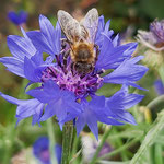 Biene auf Kornblume aufgenommen von Tiger Paul M. 