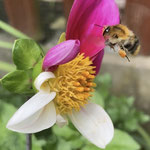 Ackerhummel an Blüte aufgenommen von Lisa C.