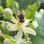 Totenkopf-Schwebfliege aufgenommen von Rene S.