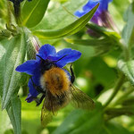 Ackerhummel aufgenommen in Stromberg von Louiza B. 