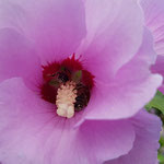 Wildbienen in Hibiskusblüte aufgenommen in Oestrich-Winkel von Sofja B.