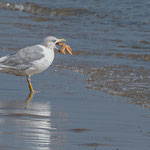 Möwe und Seestern