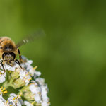 Biene mit Tracht