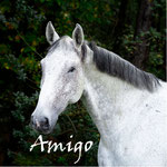 Amigo