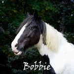 Bobbie