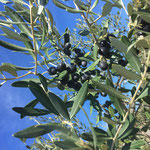 Oliven- und Weinanbau 