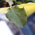 コオニタビラコの葉には黒い点がある。