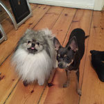 Teddy Zwergspitz + Jaqui Russ. Toy Terrier