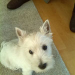 Mayla West Highland Terrier Welpe