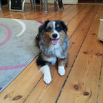 Billy Mini Australian Shepherd