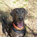 Bogart Weimaraner