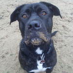 Sam Cane Corso