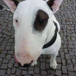 Tito Mini Bullterrier