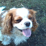 Berry Cavalier King Charles Spaniel