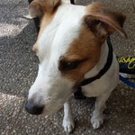 Otto Parson Jack Russell Terrier