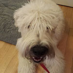 Wellington Soft Coated Wheaten Terrier