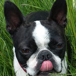 Alice Boston Terrier