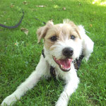 Eddie Parson Russell Terrier