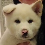 Akio Akita Inu Welpe