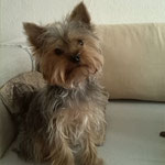 Cheri Yorkshire Terrier