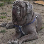 Ramses Mastino Napoletano