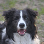 Sadie Border Collie