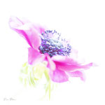 Titel: Teer Oplage: 2/10 Formaat: 1000x1000 mm Prijs: € 800,-