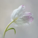 Titel: Tulp Oplage 1/10 Formaat: 1000x700 mm Prijs: € 800,-