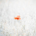 Titel: Klaproos I Oplage: 1/10 Formaat: 1000x1000 mm Prijs: € 800,-