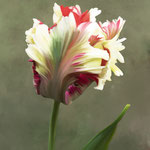 Titel: Gevlamde Tulp Oplage 1/10 Formaat: 1000x700 mm Prijs: € 800,-