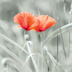 Titel: Klaproos II Oplage: 1/10 Formaat: 1000x1000 mm Prijs: € 800,-