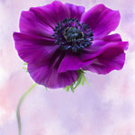 Titel: Roze Anemoon Oplage 1/10 Formaat: 1000x700 mm Prijs: € 800,-