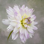 Titel: Dahlia Oplage 1/10 Formaat: 1000x700 mm Prijs: € 800,-