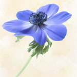 Titel: Blauwe Anemoon Oplage 1/10 Formaat: 1000x700 mm Prijs: € 800,-