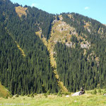 Les forêts à écureuils