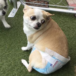 ホタテちゃん