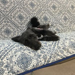 たねちゃん