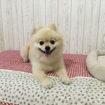 犬次郎君