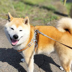 ここちゃん