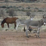 Chevaux et ânes sauvages