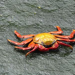 Un crabe des Galapagos, presents partout