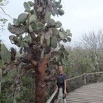 Cactus géant, version Galapagos