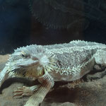 Baby-bearded dragon