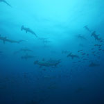 Défilé de requins marteaux à Darwin